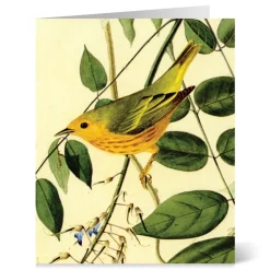 Audubon Birds Notecards