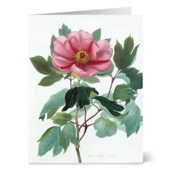 Botanical Illustrations Notecards