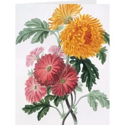 Botanical Illustrations Notecards