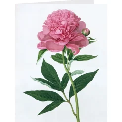 Botanical Illustrations Notecards